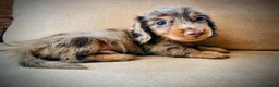 Teckel perros en venta: Teckel pelo largo kanichen precio real - Anuncio 6