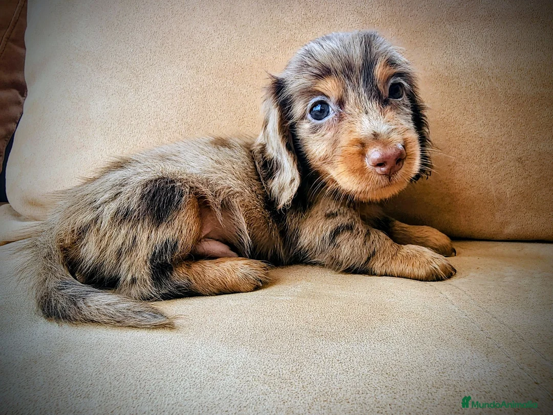Teckel perros en venta: Teckel pelo largo kanichen precio real - Anuncio 6