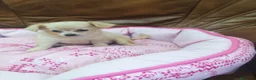 Chihuahua perros en venta: CHIHUAHUA TOY  - Anuncio 10