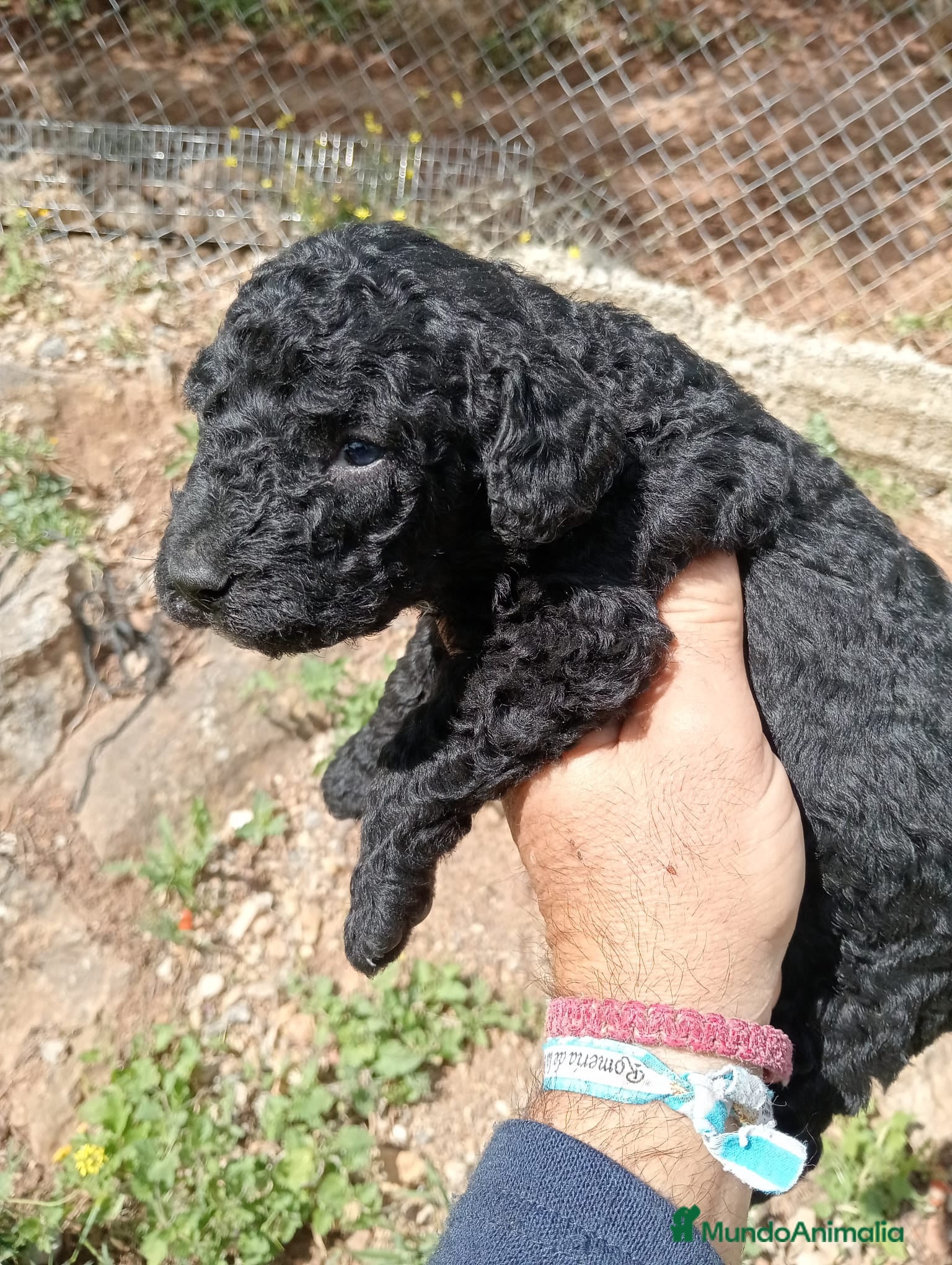 Perro de Agua Español perros Perro de agua  - Anuncio 18