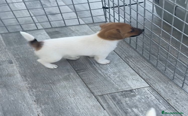 Jack Russell Terrier perros - Anuncio 9