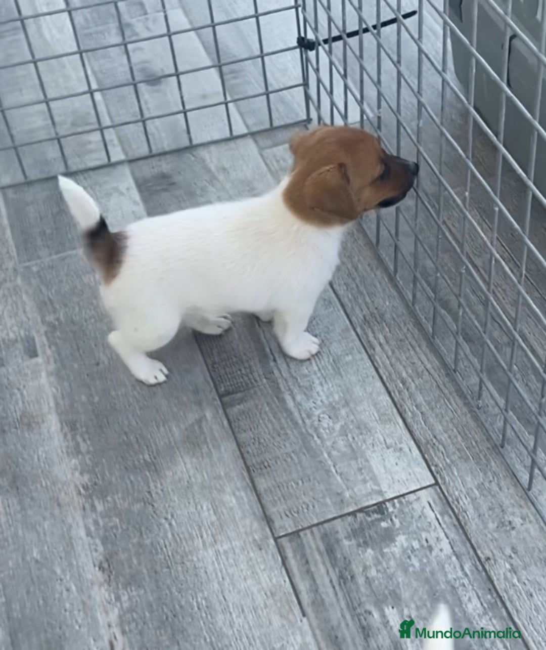 Jack Russell Terrier perros en venta: Jack Russell terrier  - Imagen 1