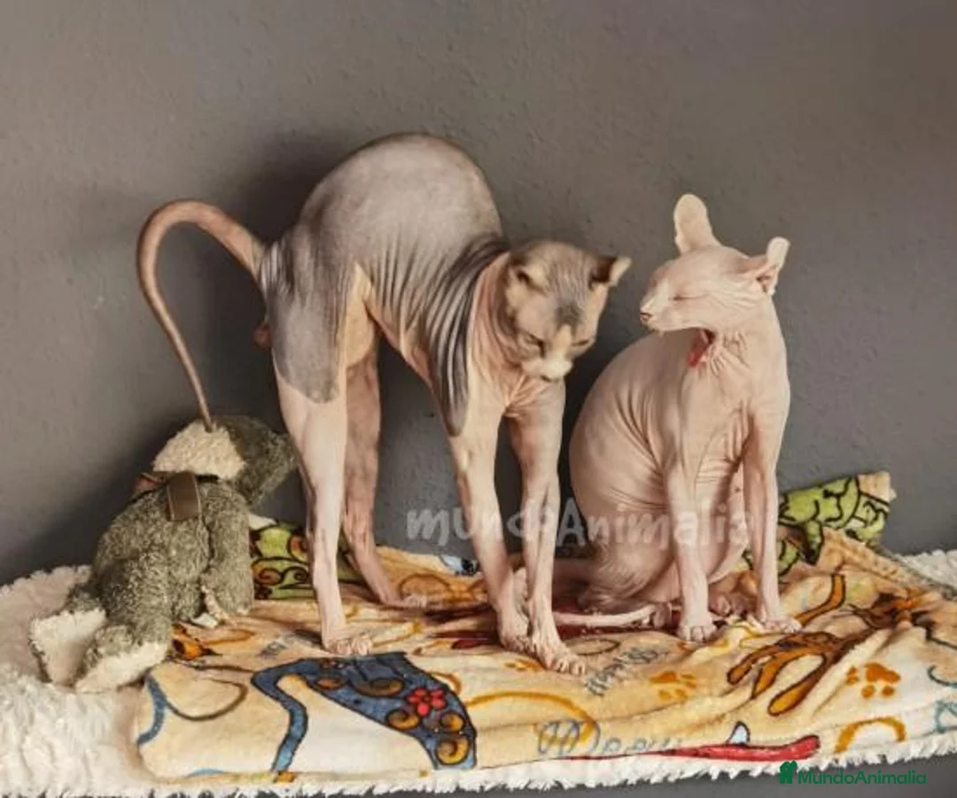 Imagen de galería {{count}}