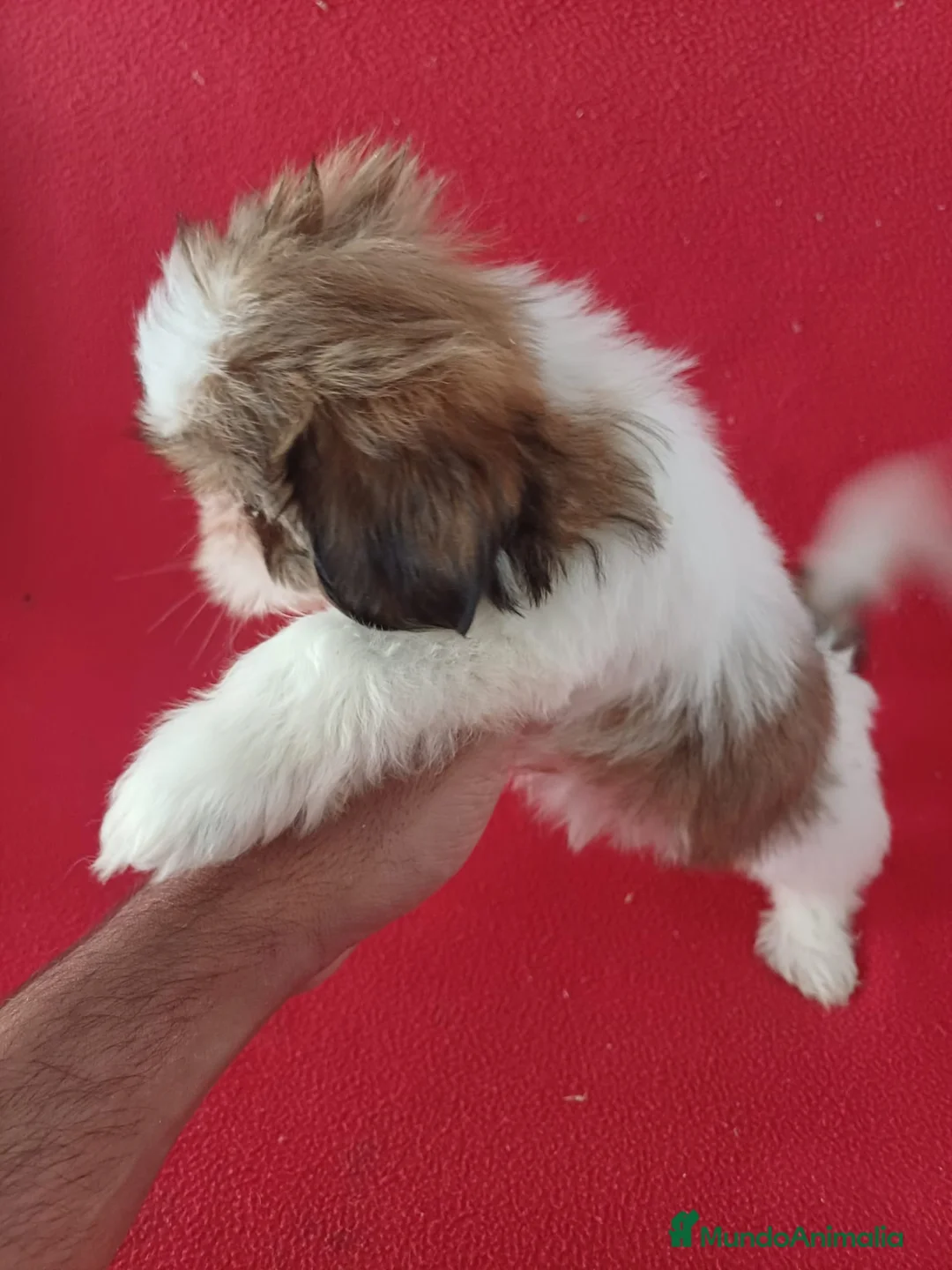 Shih Tzu perros en venta: Shitzhu  - Anuncio 2