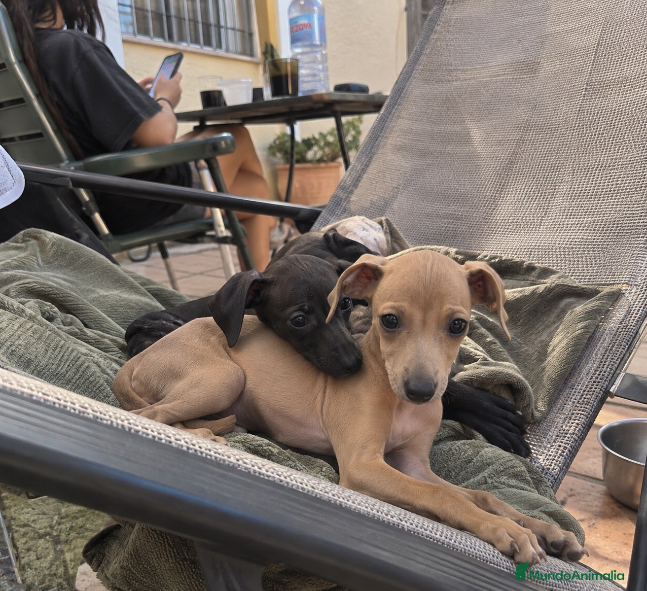 Pequeño Lebrel Italiano perros LEBREL ITALIANO CACHORRO  - Anuncio 5