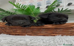 Labrador Retriever perros en venta: LABRADOR MACHO - Imagen 12