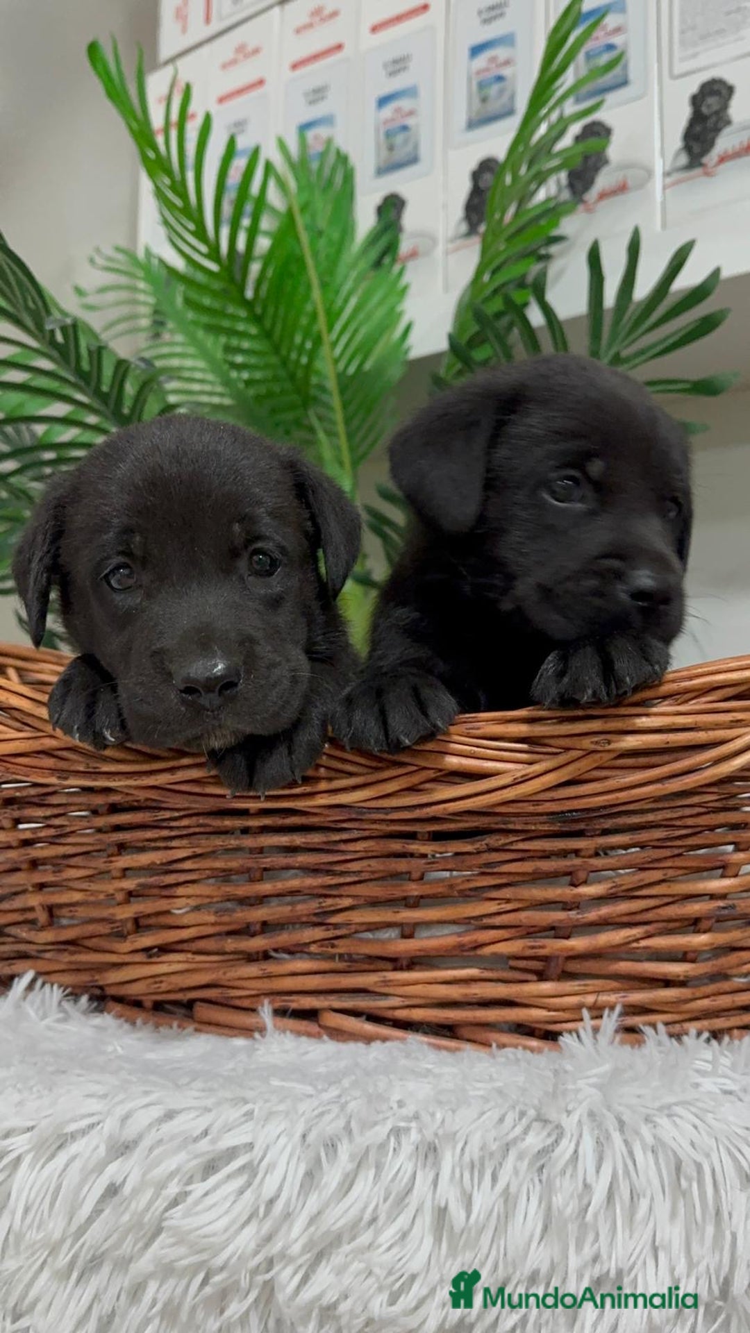 Labrador Retriever perros en venta: LABRADOR MACHO - Imagen 12