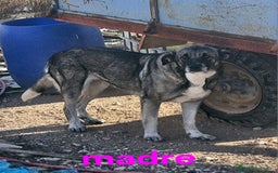 Mastín Español perros en venta: Camada mastin español - Imagen 3