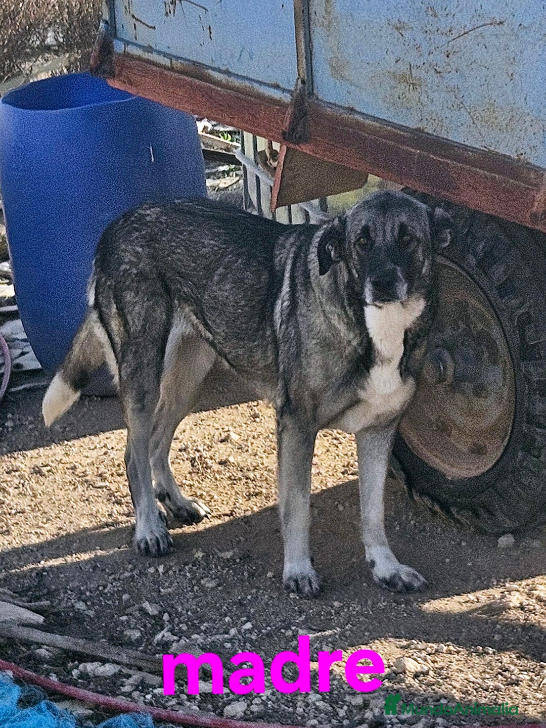 Mastín Español perros en venta: Camada mastin español - Imagen 3