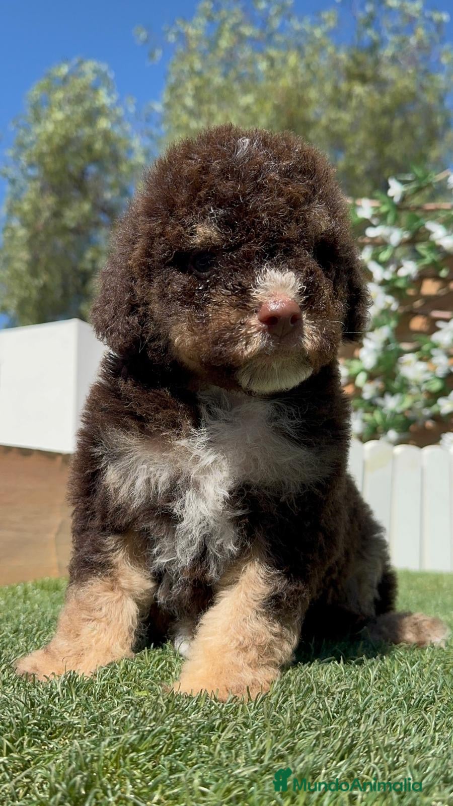 Perro de Agua Español perros en venta: PERRO DE AGUA ESPAÑOL - Anuncio 15