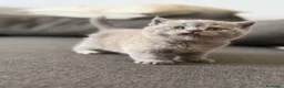 Británico de Pelo Corto gatos en venta: British  - Anuncio 1