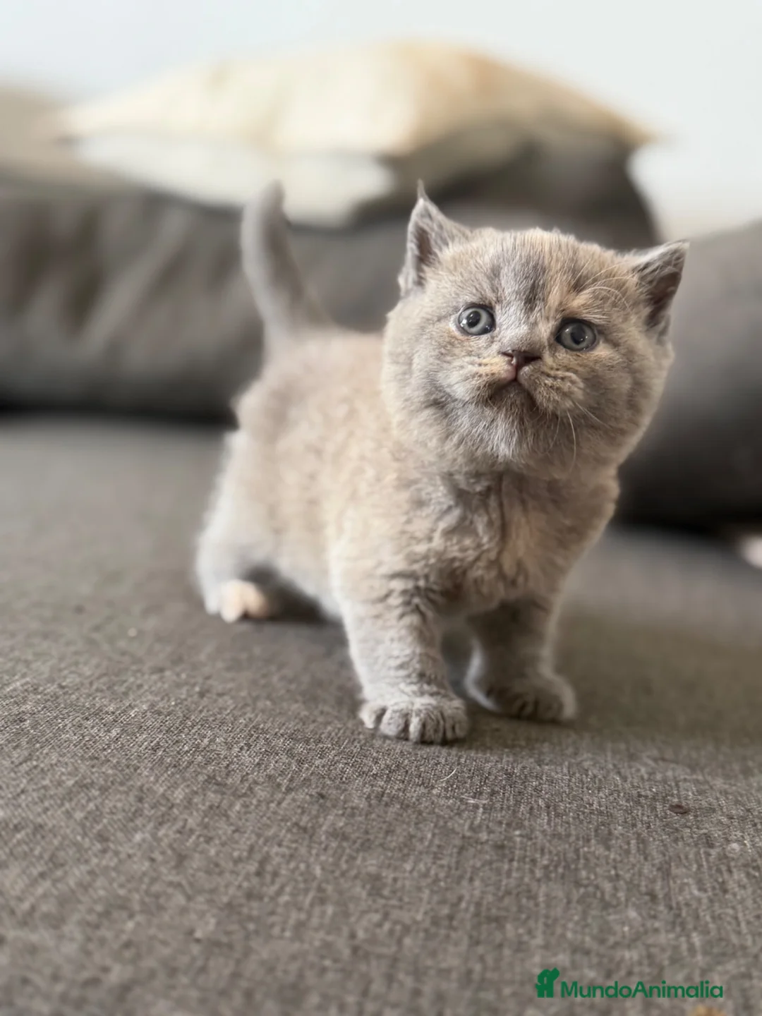 Británico de Pelo Corto gatos en venta: British  - Anuncio 1