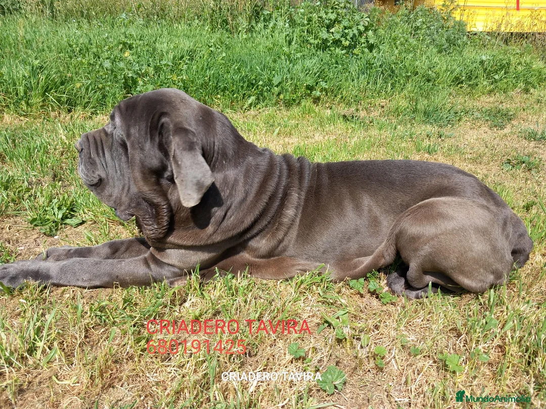 Cane Corso perros en venta: Mastin Napolitano en Madrid - Anuncio 1