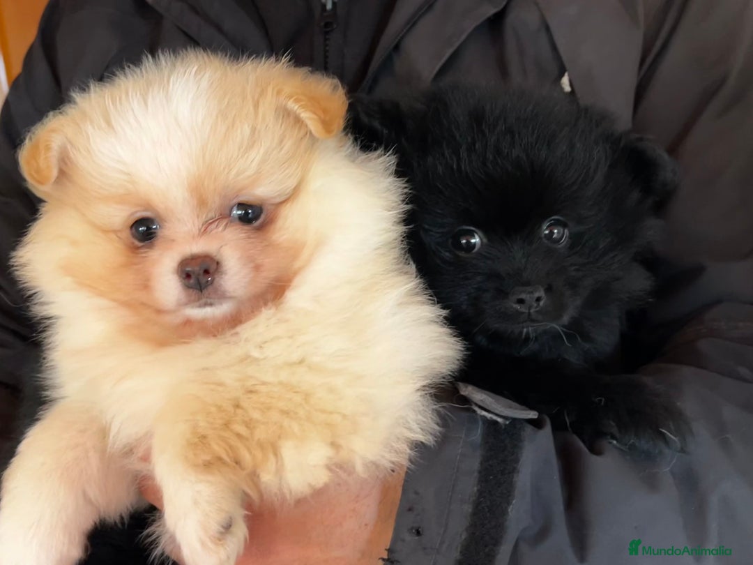Pomerania perros en venta: Pomerania mini  - Anuncio 2