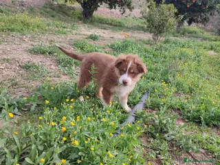 Pastor Australiano perros Cachorro PASTOR AUSTRALIANO - Anuncio 3