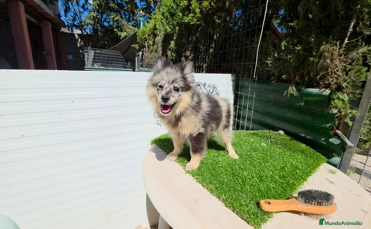 Pomsky perros - Anuncio 1
