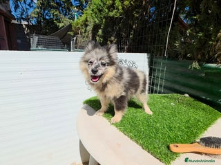 Pomsky perros - Anuncio 1