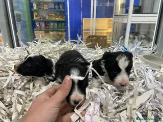 Border Collie perros Border collie 450€ PRECIO REAL - Anuncio 1