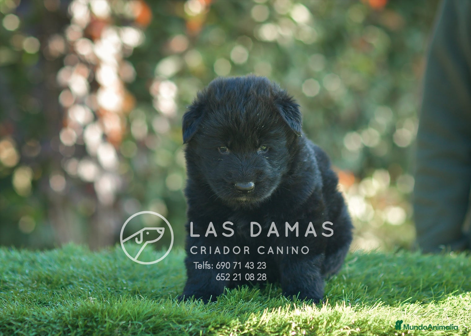 Pastor Alemán perros Pastor alemán pelo largo - Anuncio 2