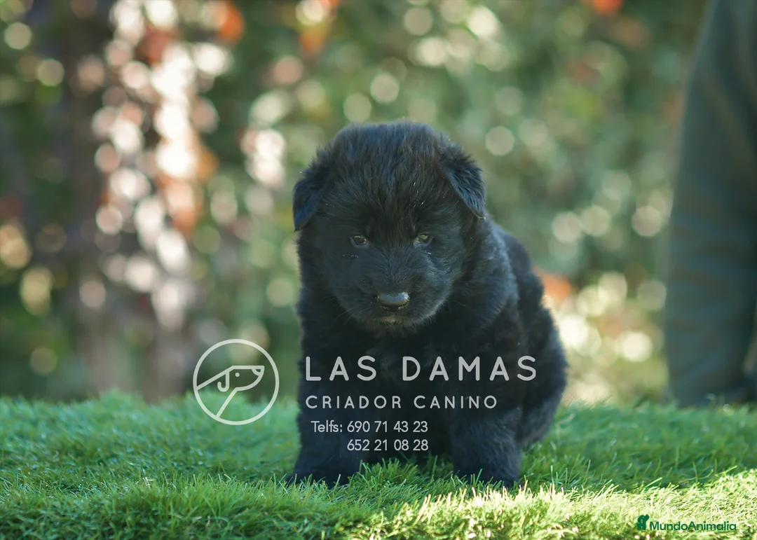 Pastor Alemán perros en venta: Pastor alemán próxima camada - Anuncio 3