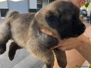 Pastor del Cáucaso perros Pastor del Cáucaso - Anuncio 2