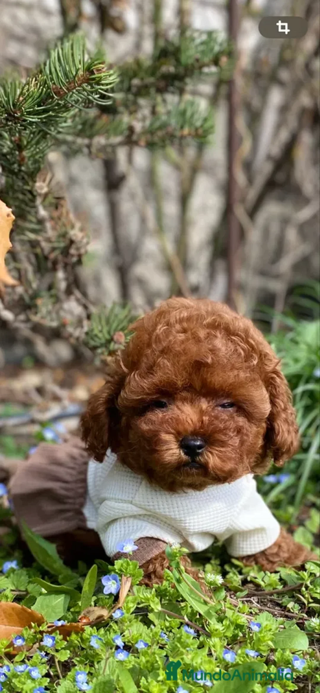 Caniche Toy perros en venta: caniche toy lo más pequeño de la raza  - Imagen 3