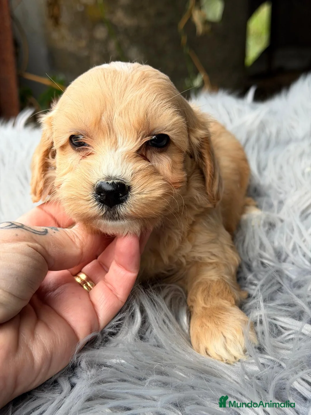 Maltipoo perros en venta: MALTIPOO TOY - Anuncio 2