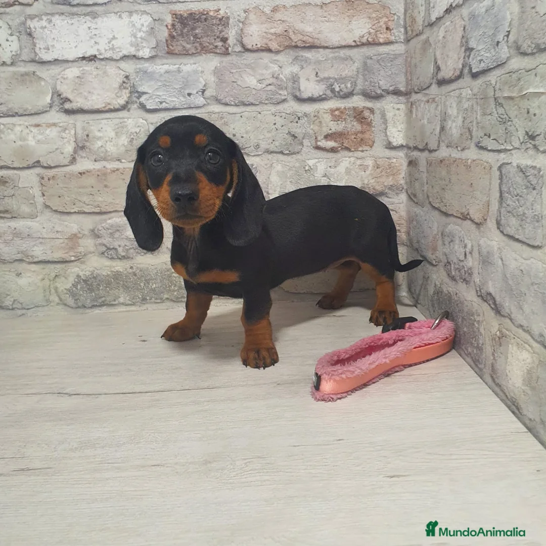 Teckel Miniatura perros en venta: Teckel miniatura  - Anuncio 5