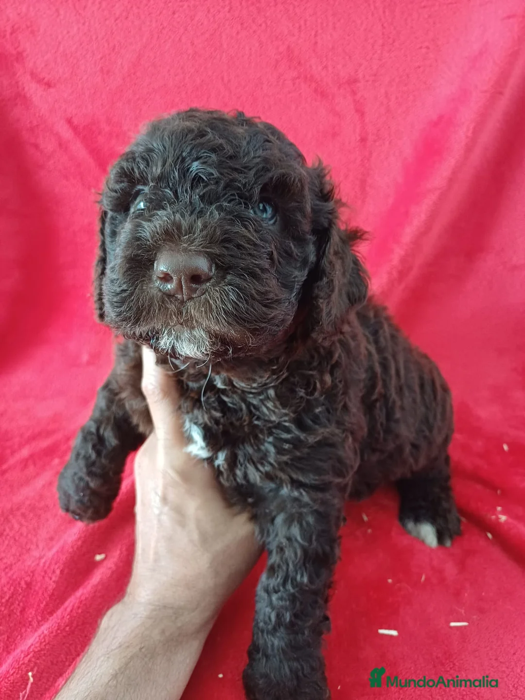 Perro de Agua Español perros en venta: Perro de Agua Español  - Anuncio 2