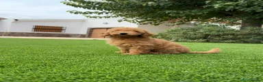 Caniche Enano 