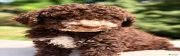 Perro de Agua Español perros en venta: Pdae chocolate  - Anuncio 2
