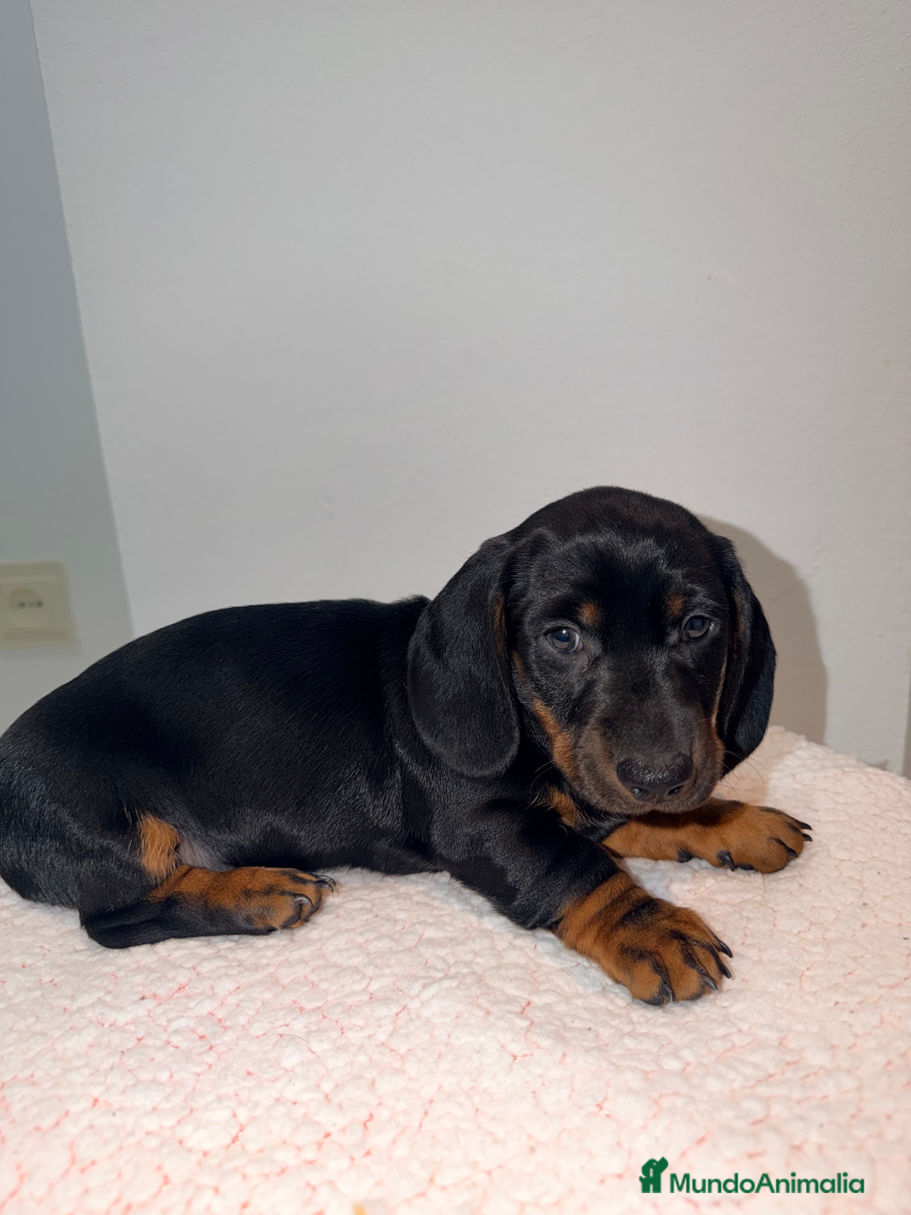 Teckel perros Teckel negro fuego fuego y venado - Anuncio 2