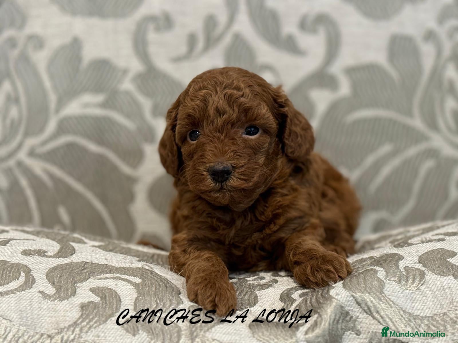 Caniche Toy perros caniche toy - Anuncio 1