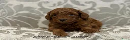 Caniche Toy perros en venta: caniche toy - Anuncio 1