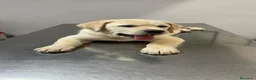 Labrador Retriever perros en venta: Cachorros de labrador Retrievers amarillo  - Anuncio 5
