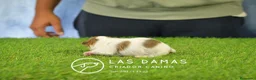 Chihuahua perros en venta: Chihuahuas disponibles - Anuncio 2