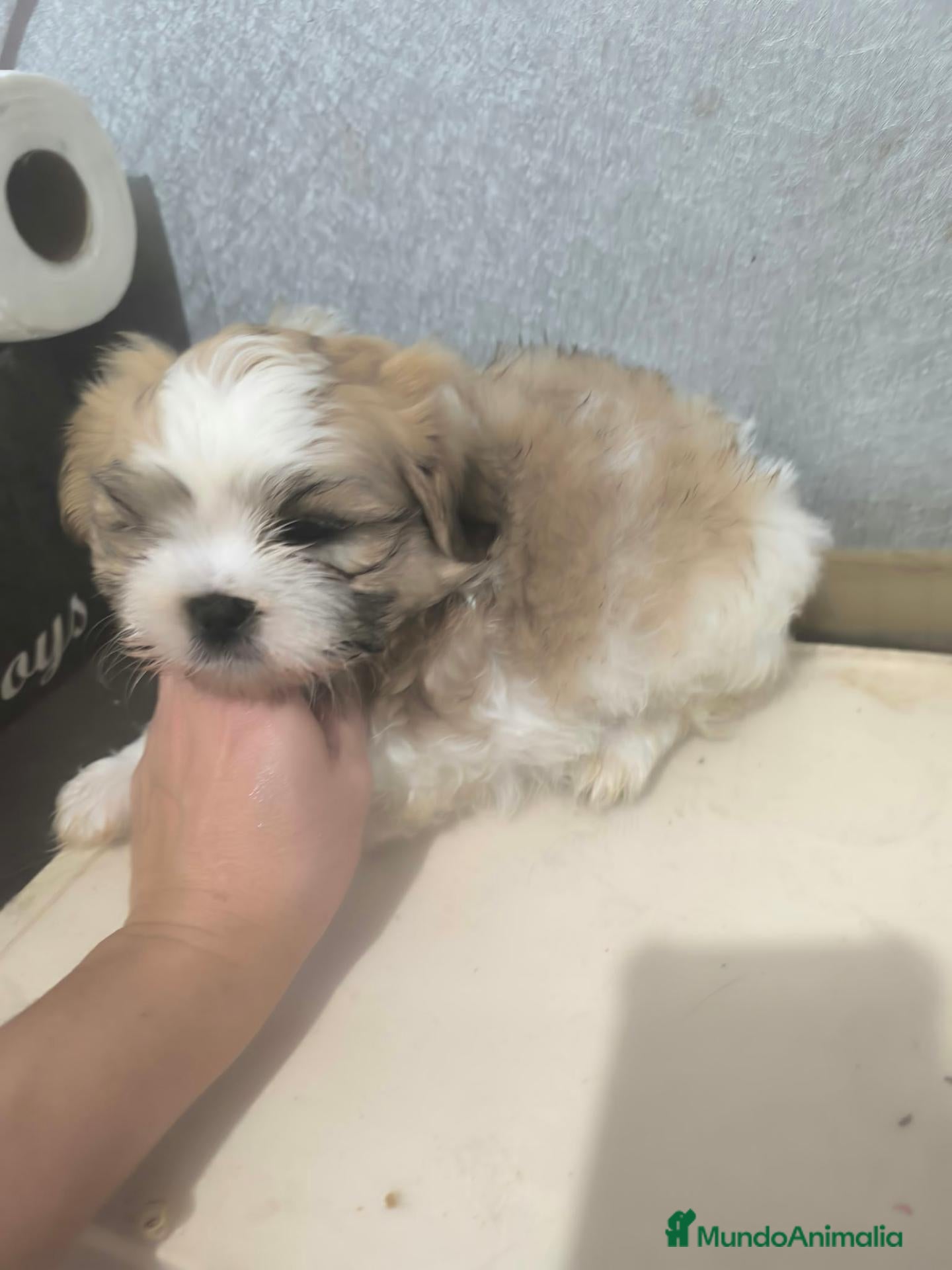 Shih Tzu perros en venta: Shihtzu  en Curtis  La Coruña  - Anuncio 1