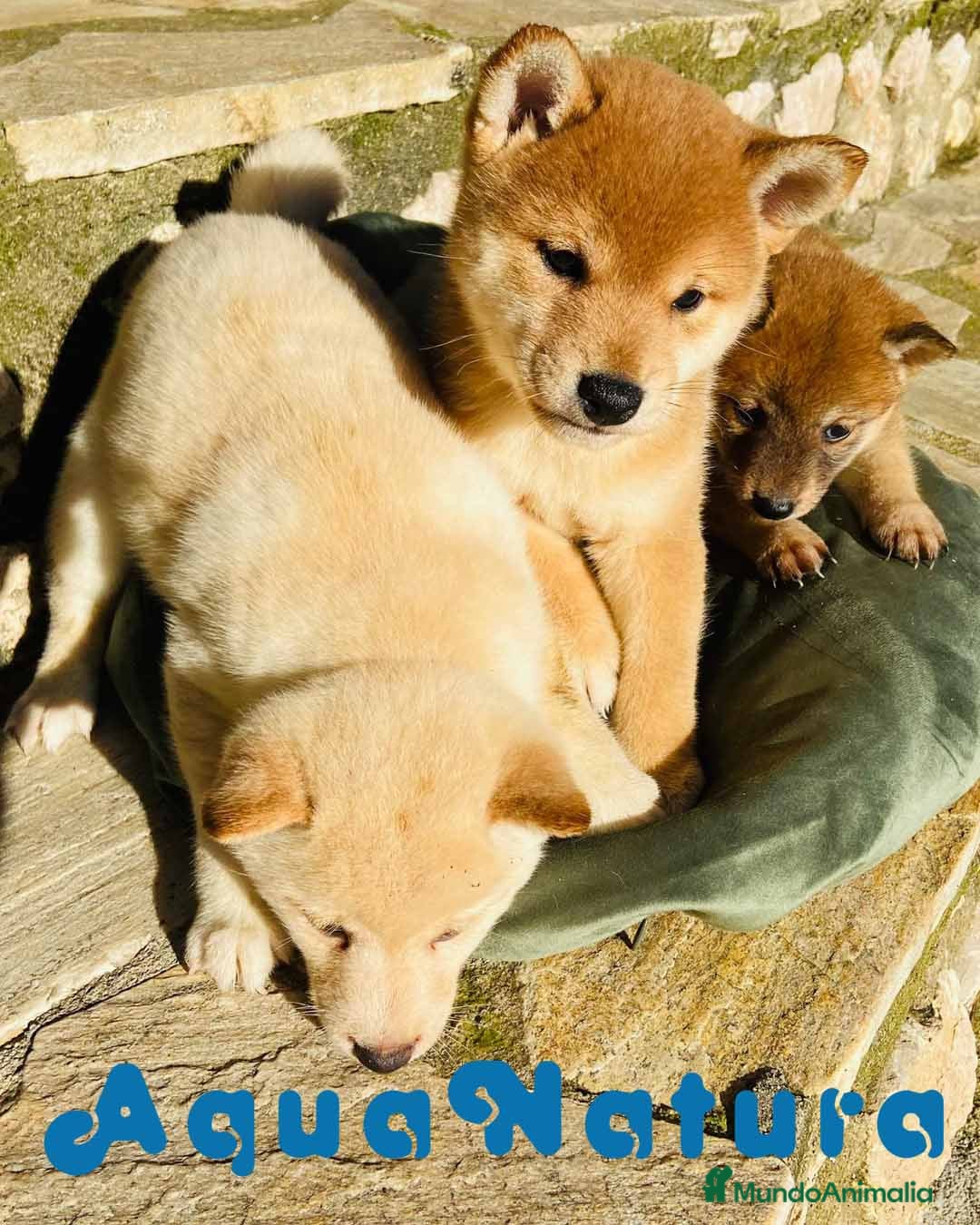 Shiba Inu perros Camada Shiba Inu de Melani - AQUANATURA en Barcelona - Anuncio 2