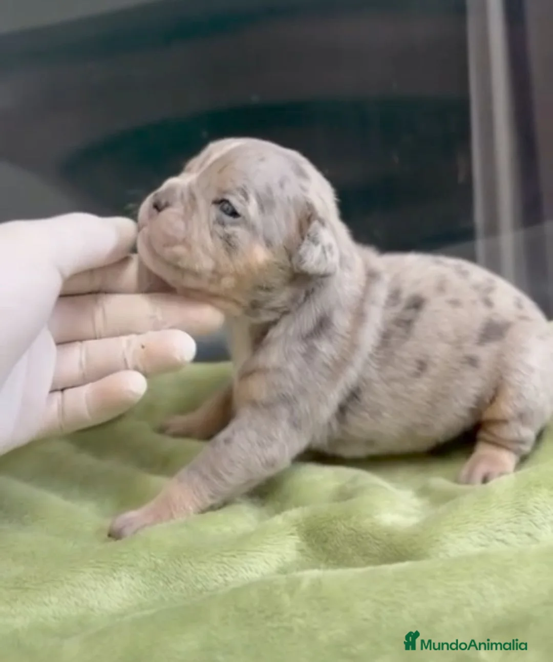 American Bully perros en venta: Cachorros american bully pocket merle - Anuncio 1