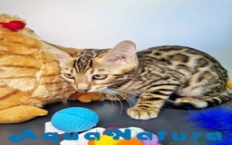 Bengalí gatos en venta: Bengali Hembra 4607 AQUANATURA - Imagen 5