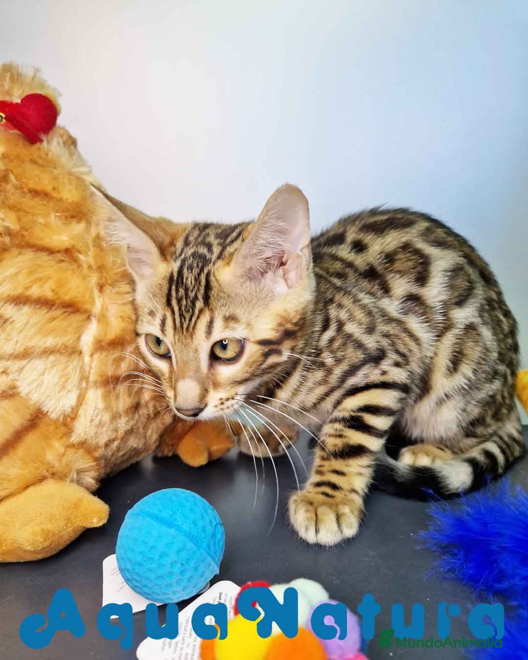 Bengalí gatos en venta: Bengali Hembra 4607 AQUANATURA - Imagen 5