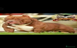 American Bully perros en venta: Preciosa camada american bully pocket - Imagen 5