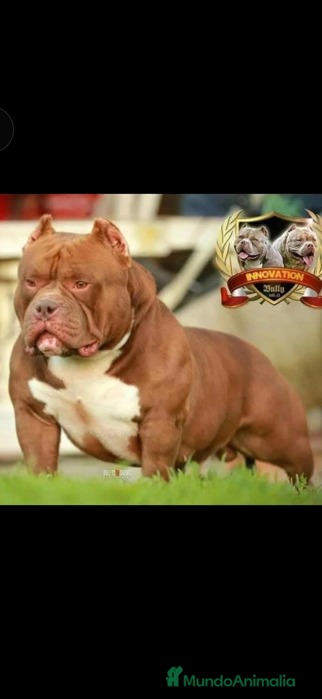 American Bully perros en venta: Preciosa camada american bully pocket - Imagen 5