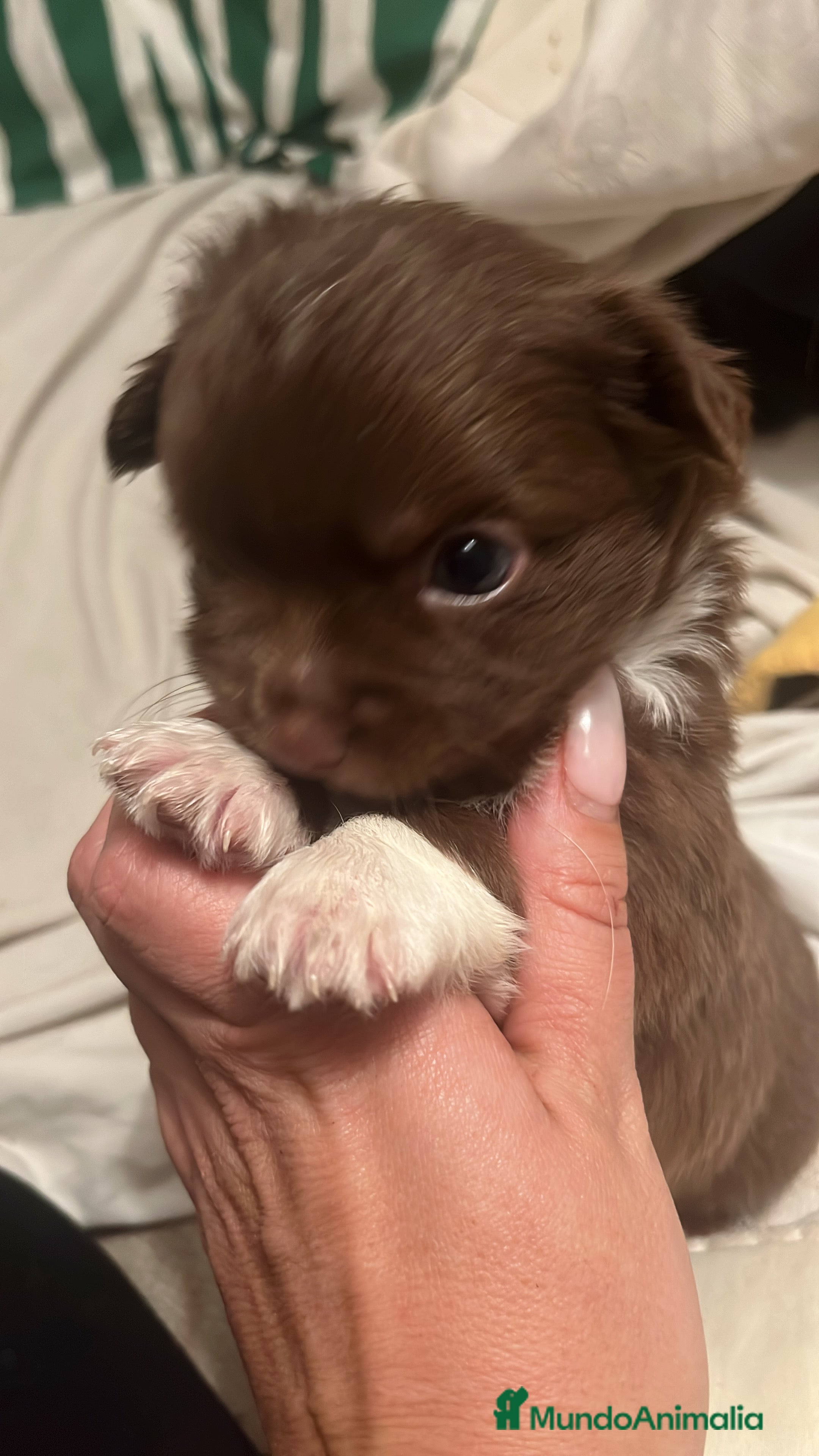 Chihuahua perros Chihuhua  - Anuncio 19