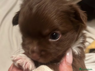 Chihuahua perros Chihuhua - Anuncio 19