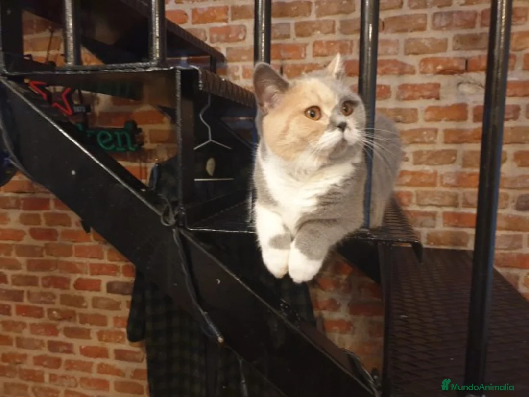 Imagen de galería {{count}}