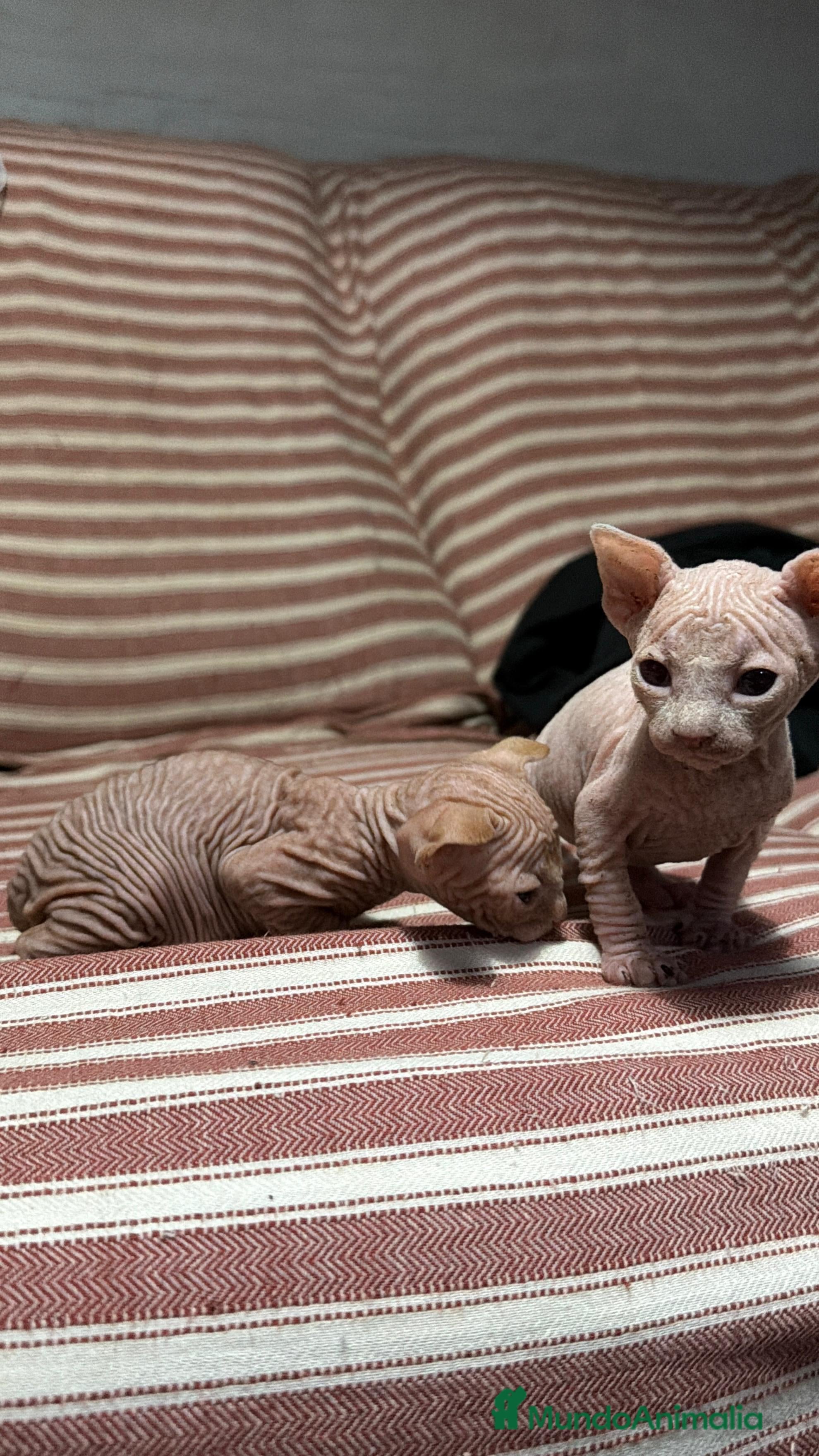 Sphynx gatos en venta: Camada Sphynx enero - Anuncio 8