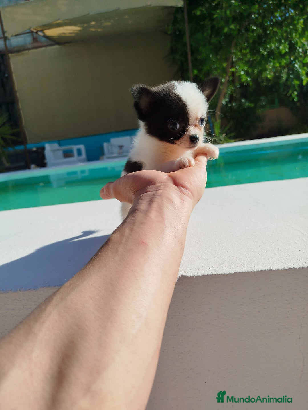 Chihuahua perros en venta: Chihuahua  - Imagen 5