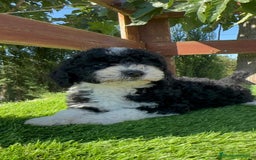 Perro de Agua Español perros en venta: PERRO DE AGUA MACHO - Imagen 13