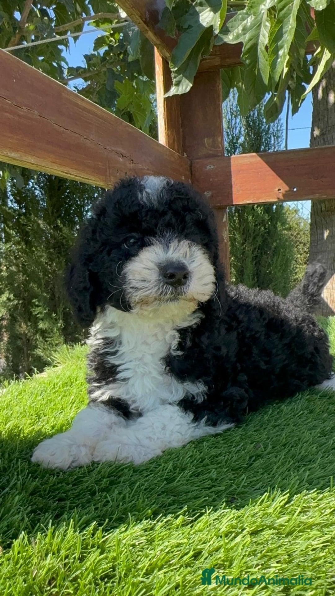 Perro de Agua Español perros en venta: PERRO DE AGUA MACHO - Imagen 13